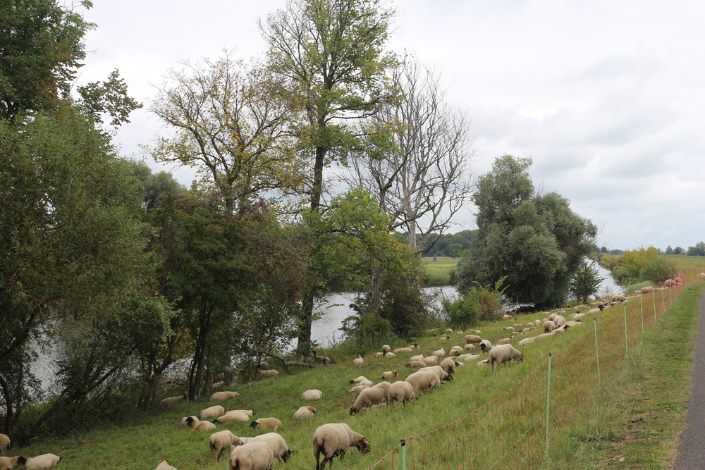 Weidende Schafe am Oderdeich